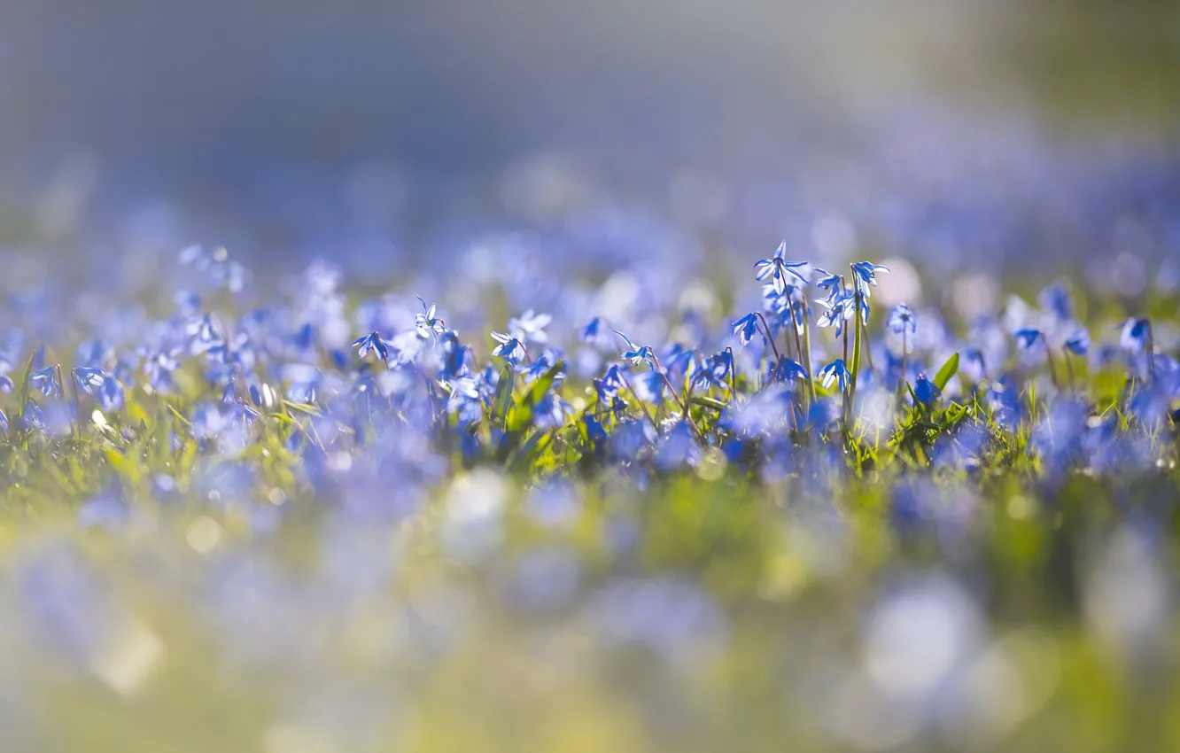 Photo wallpaper flowers, blue, glade, spring, Scilla