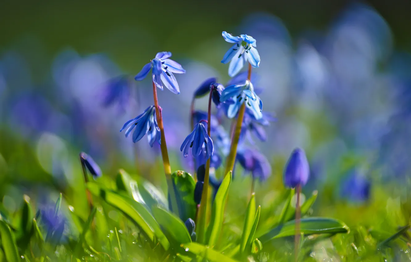 Photo wallpaper flowers, blue, primroses, blue, bokeh, spring, Scilla