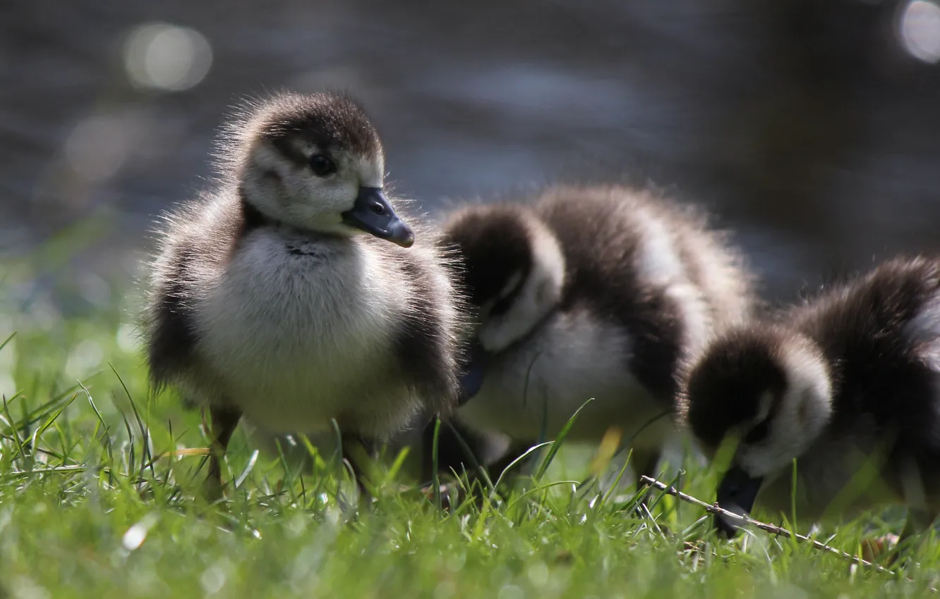 Photo wallpaper nature, baby, weed, duck