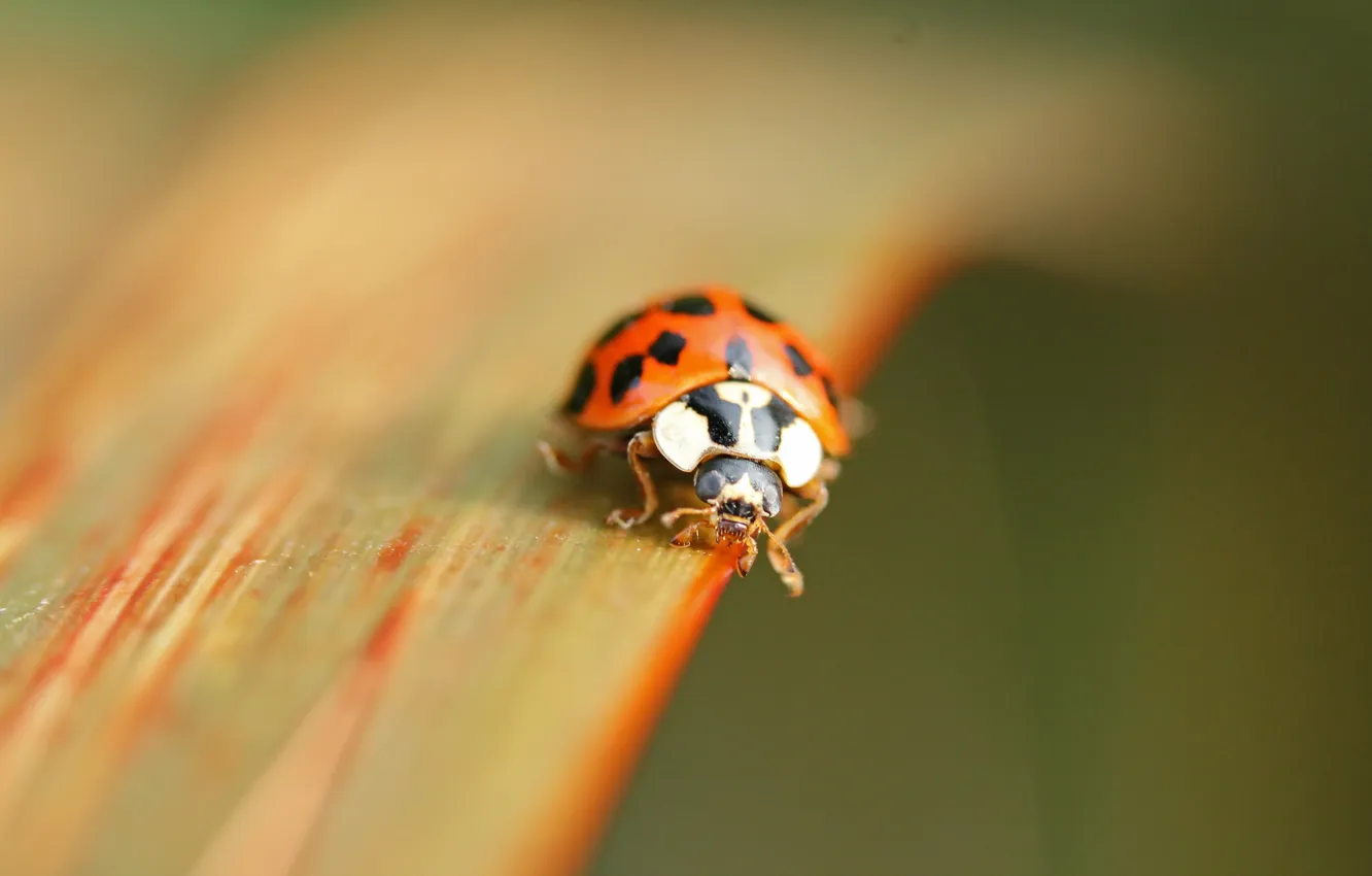Photo wallpaper macro, nature, ladybug