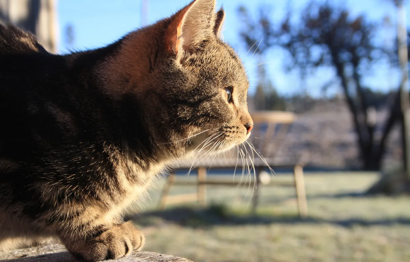 Photo wallpaper cat, mustache, bench, Park, sunlight