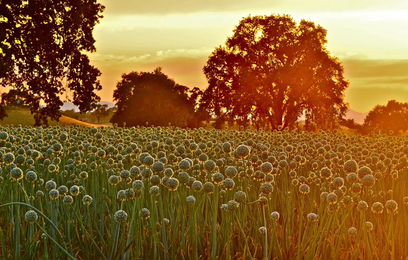 Photo wallpaper field, landscape, morning, bow