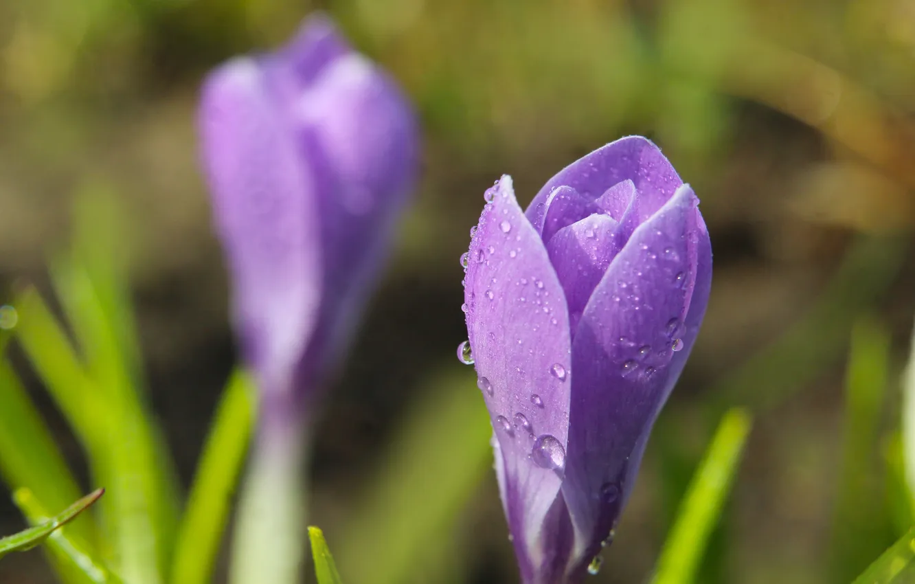 Photo wallpaper flower, spring, purple, Crocus