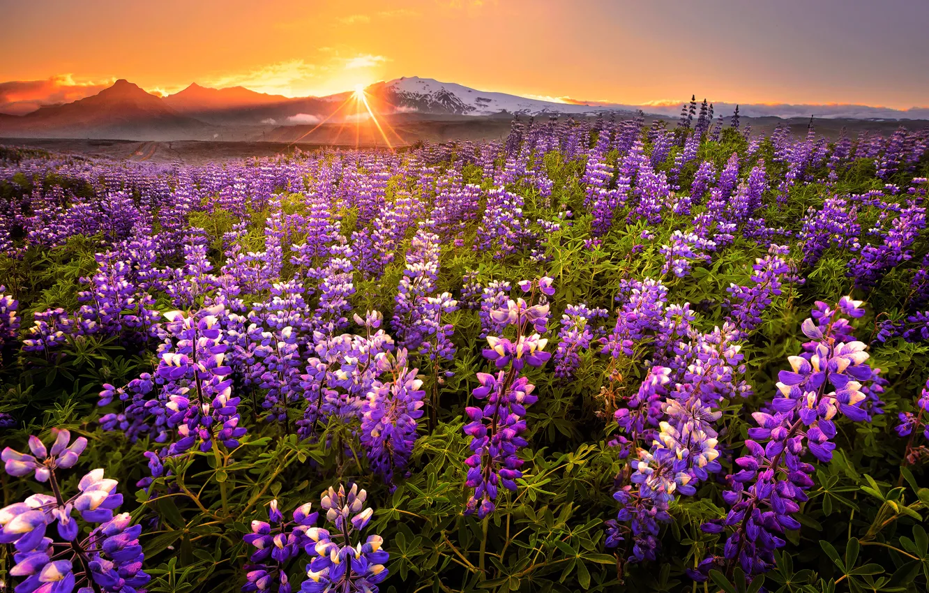 Photo wallpaper field, sunset, flowers, mountains, panorama