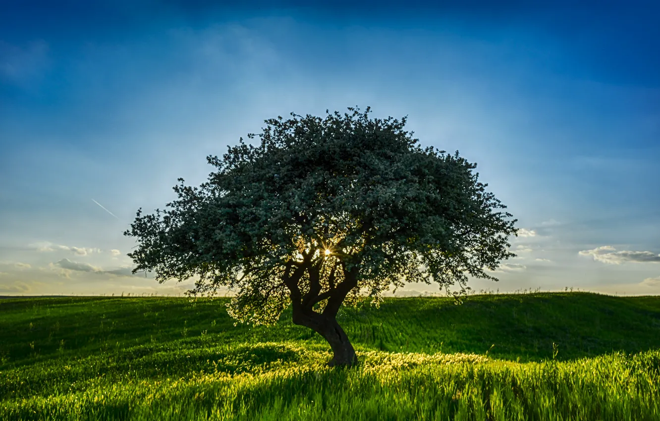 Photo wallpaper field, the sky, the sun, light, trees
