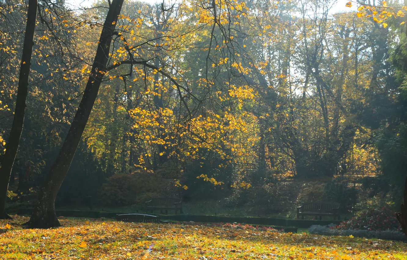 Photo wallpaper forest, trees, fog