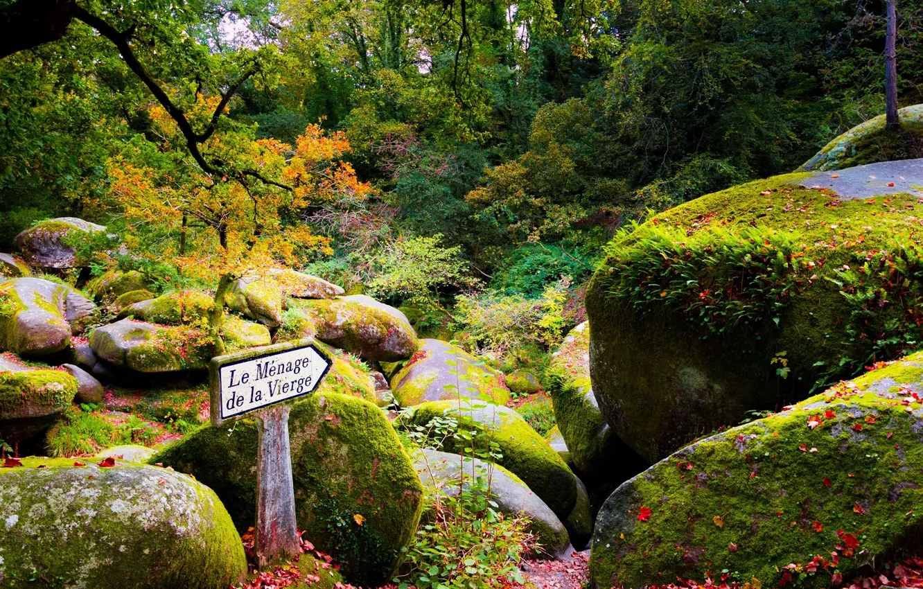 Photo wallpaper autumn, leaves, trees, Park, stones, France, moss, index