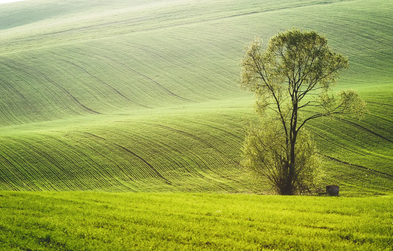 Photo wallpaper greens, field, grass, strip, tree, hills, the slopes, field