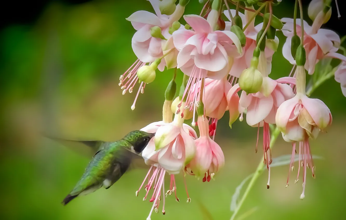 Photo wallpaper macro, flowers, Hummingbird, bird, fuchsia