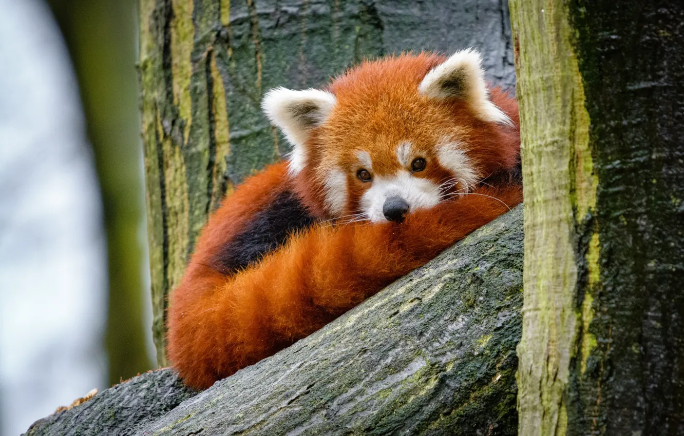 Photo wallpaper look, nature, pose, tree, tail, lies, trunk, red Panda