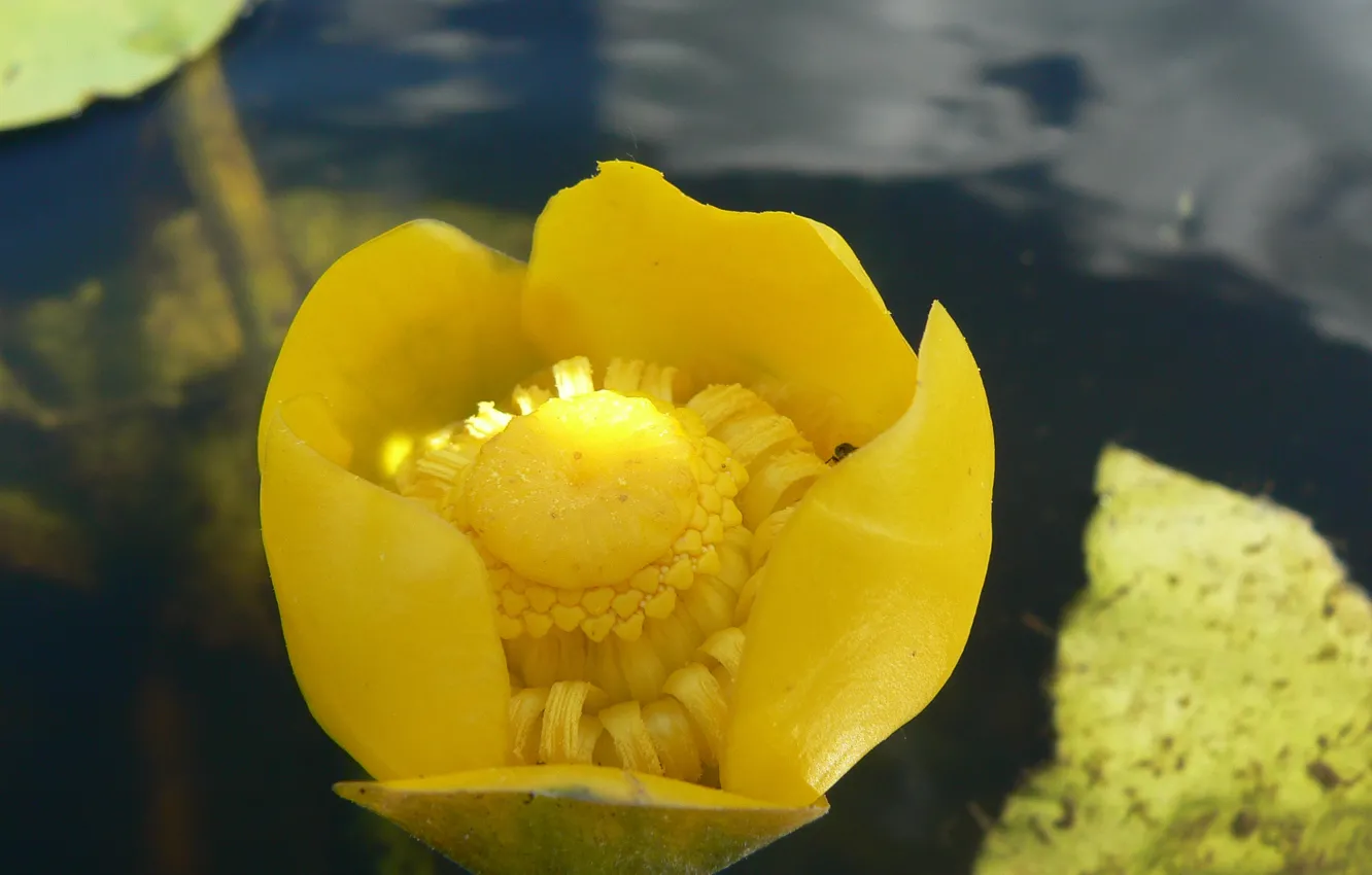 Photo wallpaper water, macro, Lily, Belarus, water Lily yellow, Nuphar lutea, my photo, potbelly