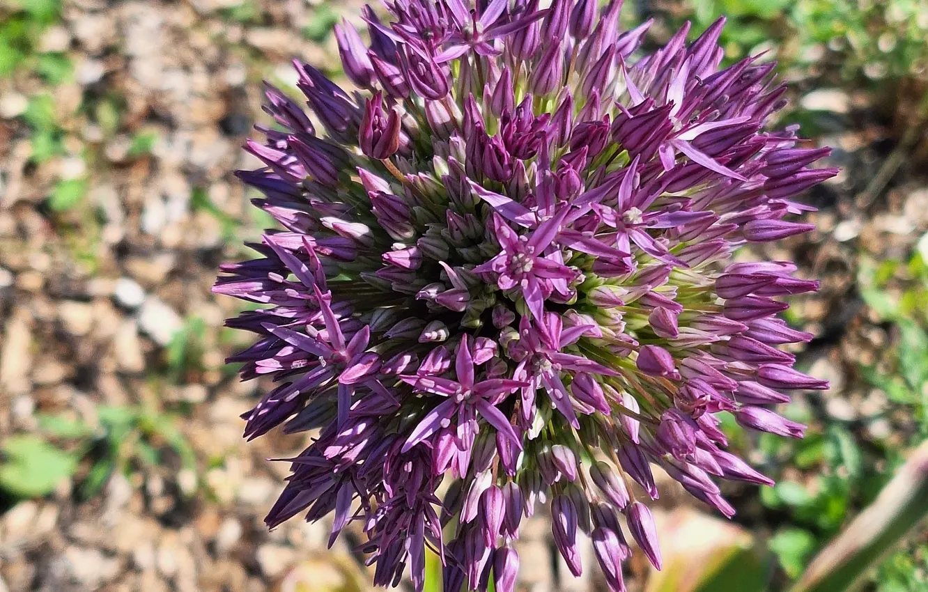 Photo wallpaper garlic, Dutch, plant, Flower