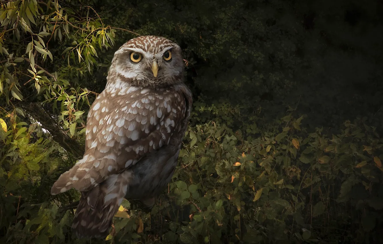 Photo wallpaper forest, owl, bird
