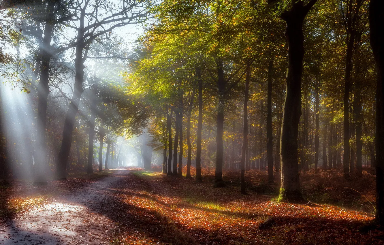 Photo wallpaper autumn, forest, the sun, rays, light, trees, branches, fog