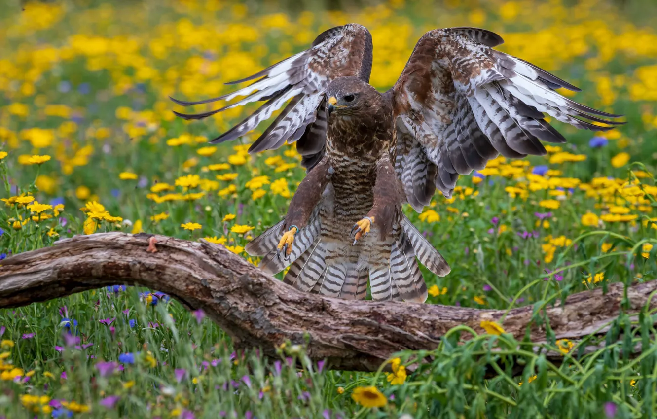 Photo wallpaper summer, flowers, yellow, pose, bird, wings, feathers, meadow