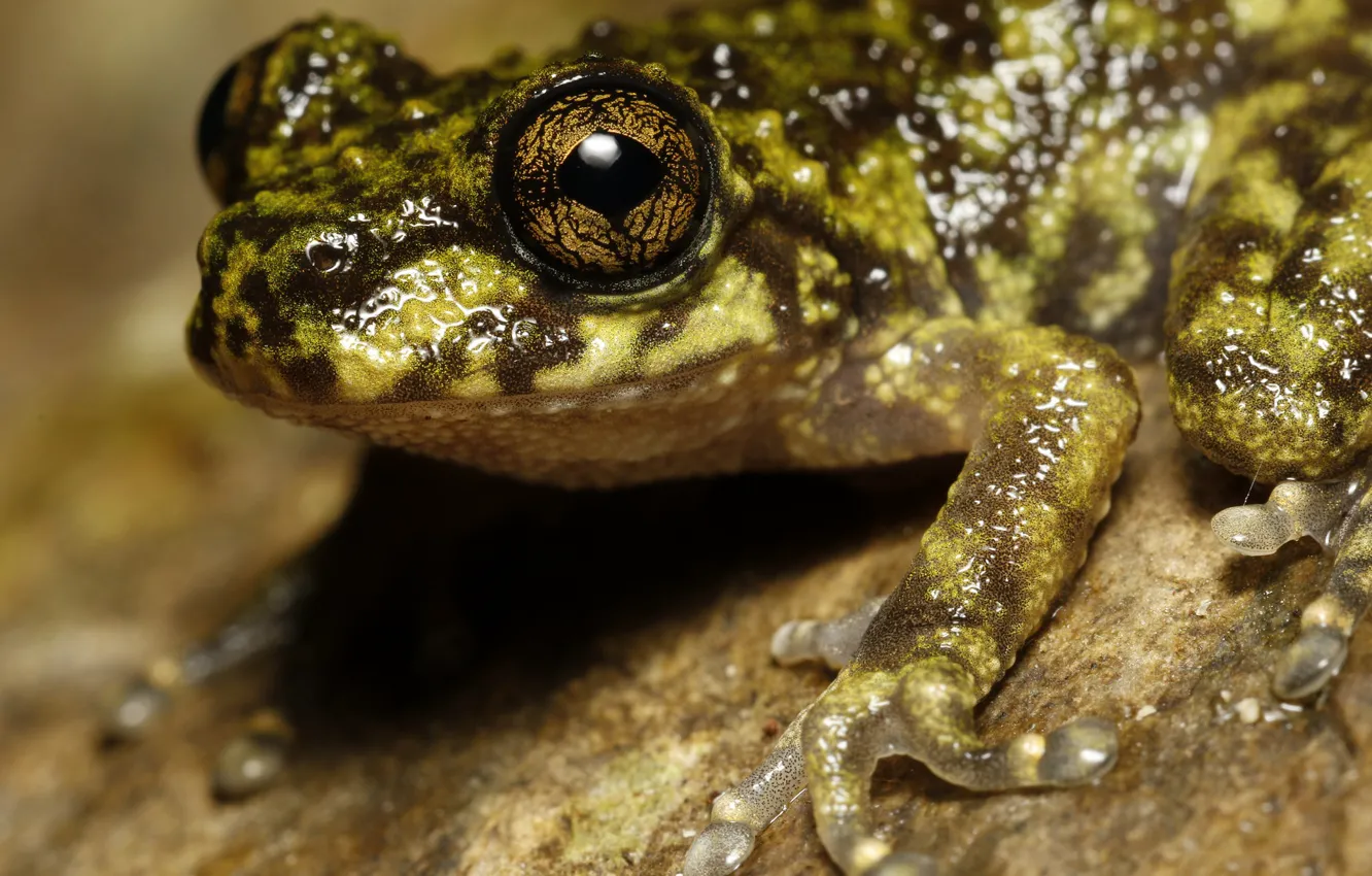 Photo wallpaper look, face, macro, background, frog, portrait, reptile, spotted