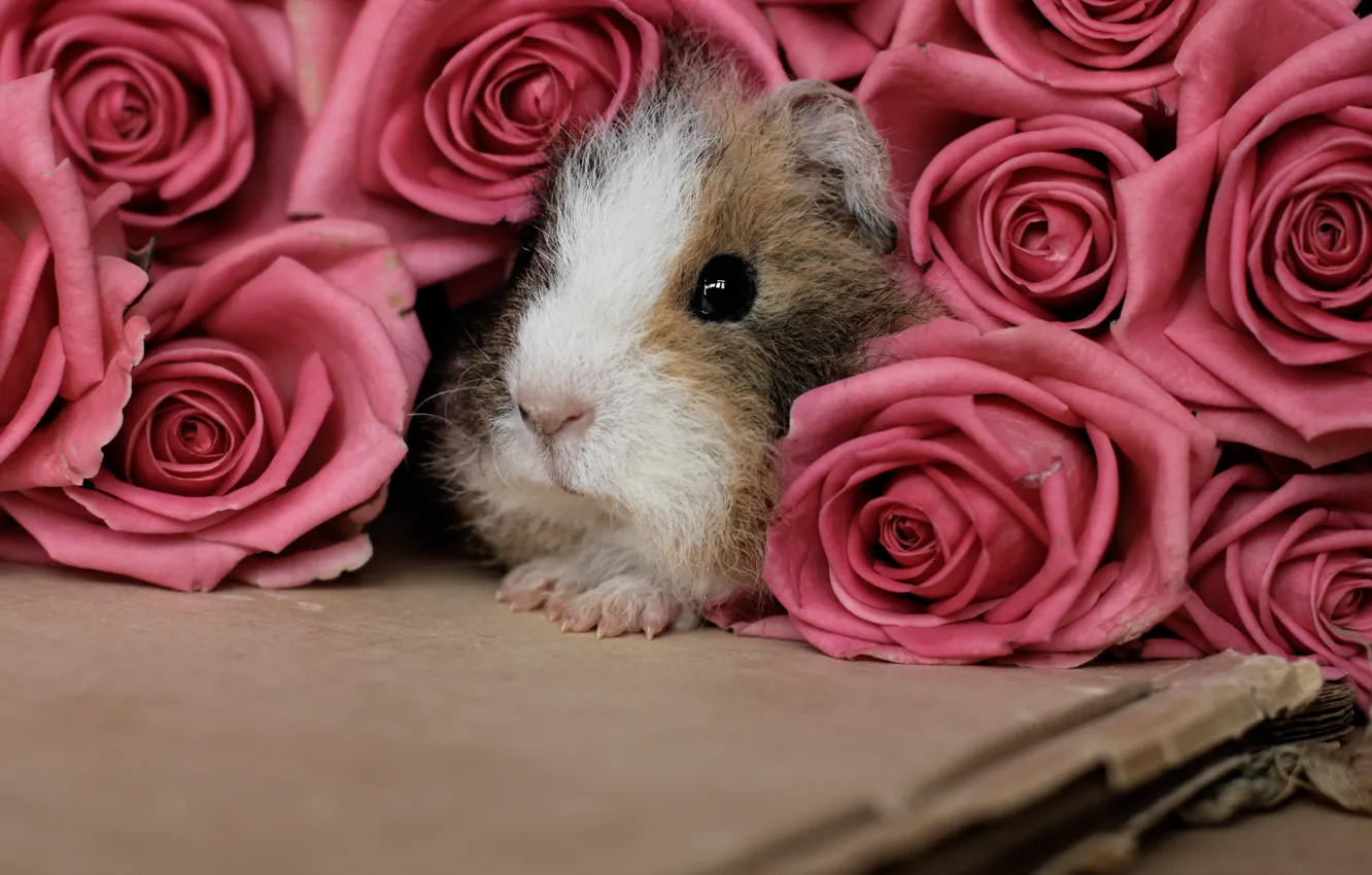 Photo wallpaper flowers, roses, Guinea pig, pink, rodent