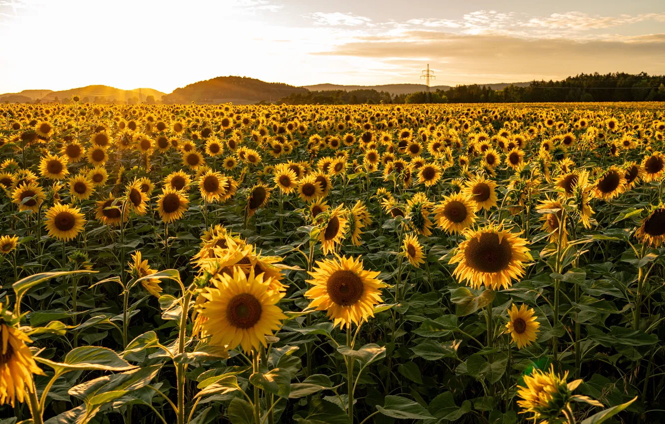 Photo wallpaper field, summer, sunflowers