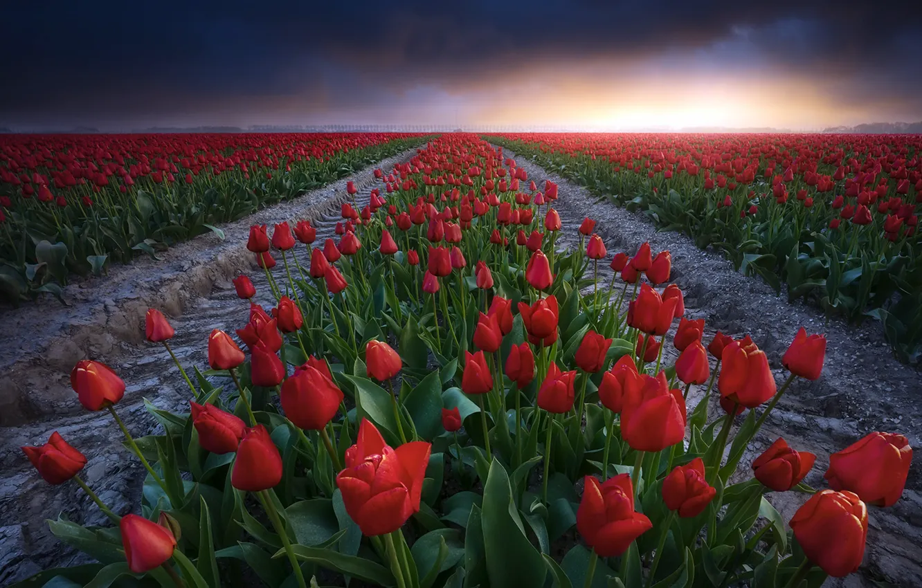 Photo wallpaper field, summer, sunset, tulips
