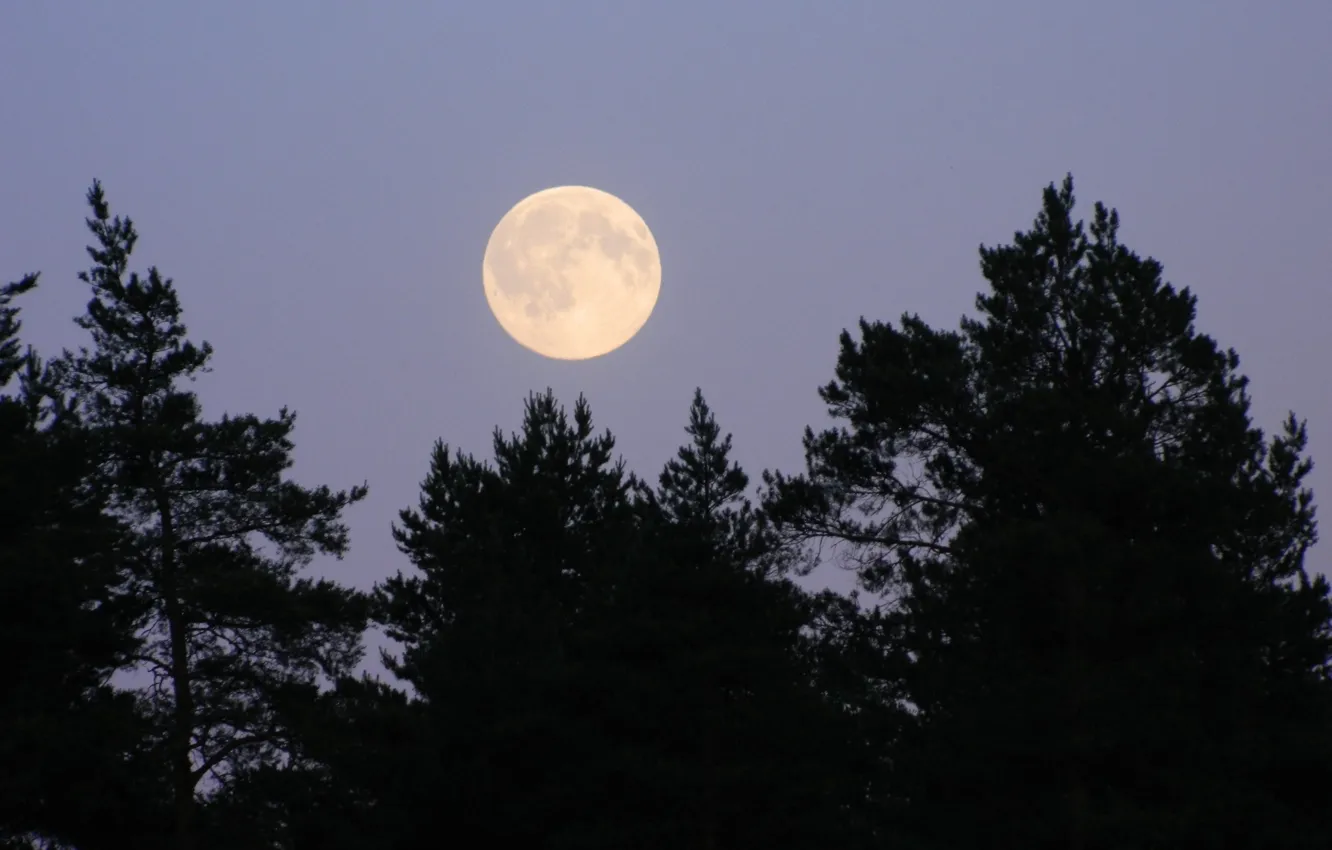 Photo wallpaper the sky, trees, nature, the moon, the full moon