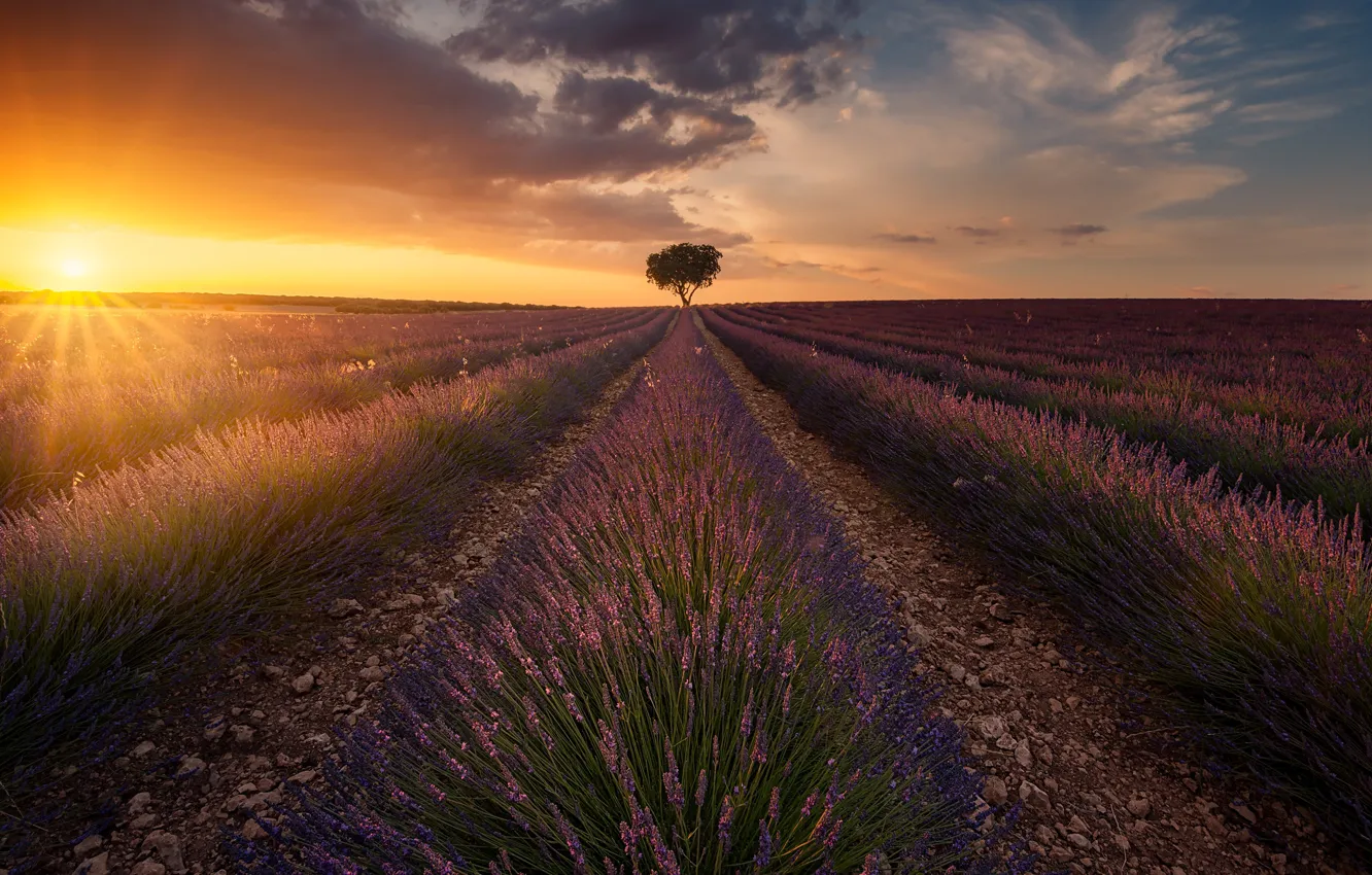 Photo wallpaper field, the sun, clouds, light, trees, flowers, lavender