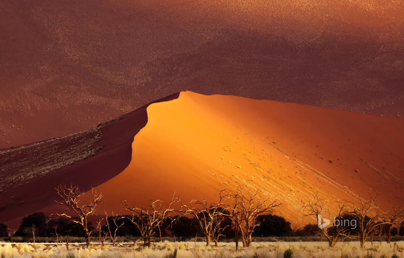 Photo wallpaper sand, trees, desert, dunes, Africa, Namibia, Sossusvlei
