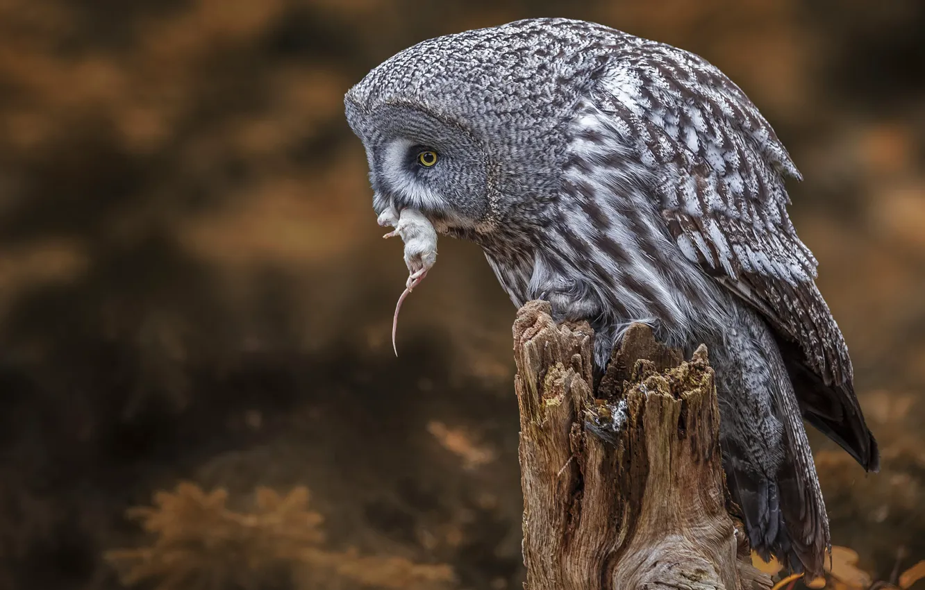 Photo wallpaper nature, owl, bird, stump, mouse, mouse, rat, bokeh