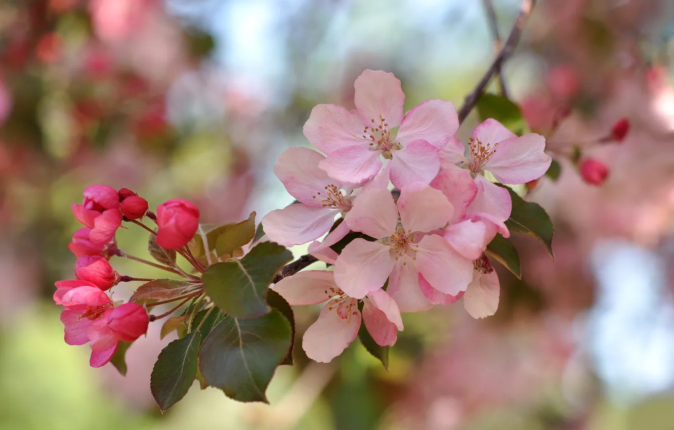Photo wallpaper macro, pink, branch, spring, flowering