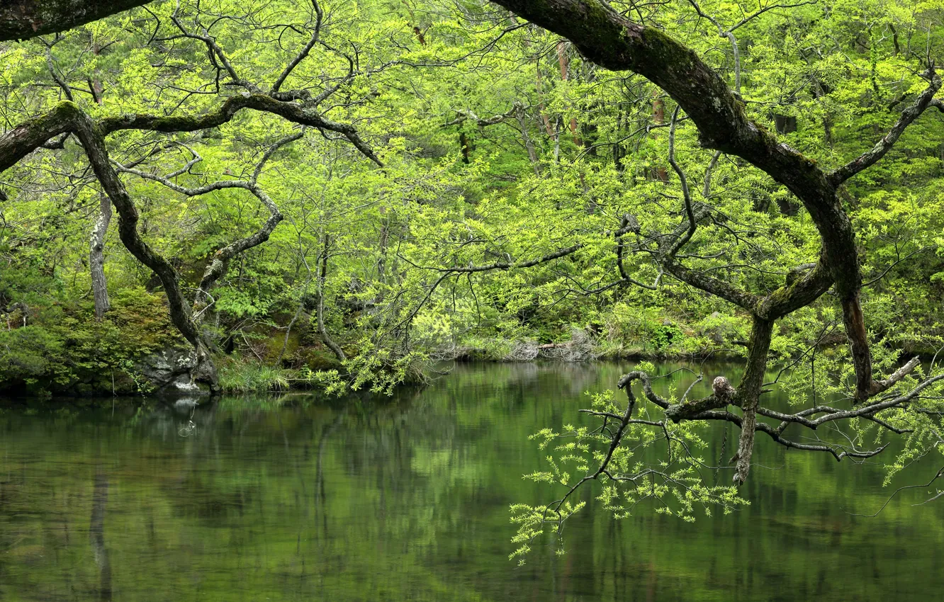 Photo wallpaper greens, forest, water, trees, branches, lake, pond