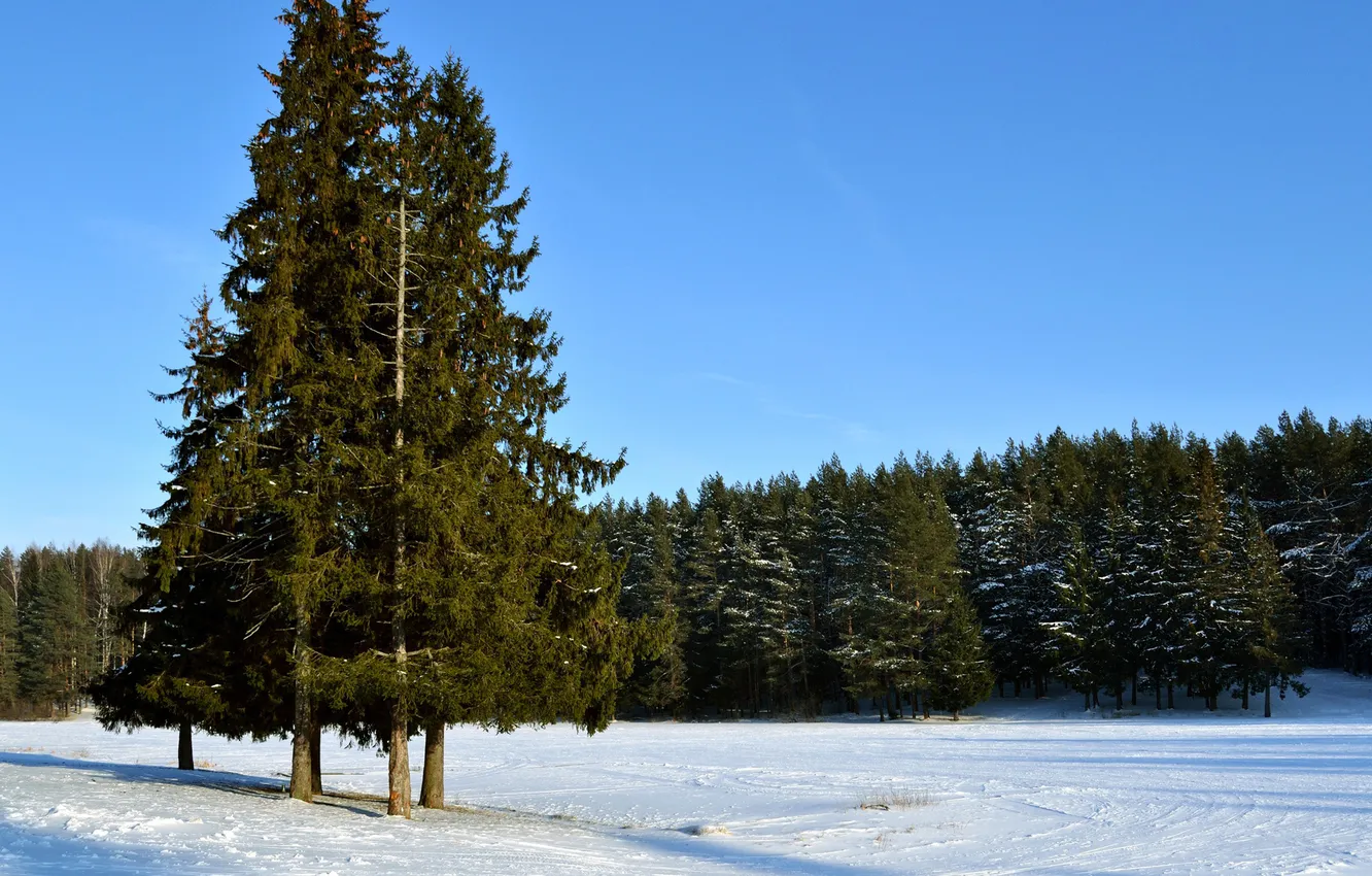 Photo wallpaper winter, forest, the sky, snow, trees, spruce