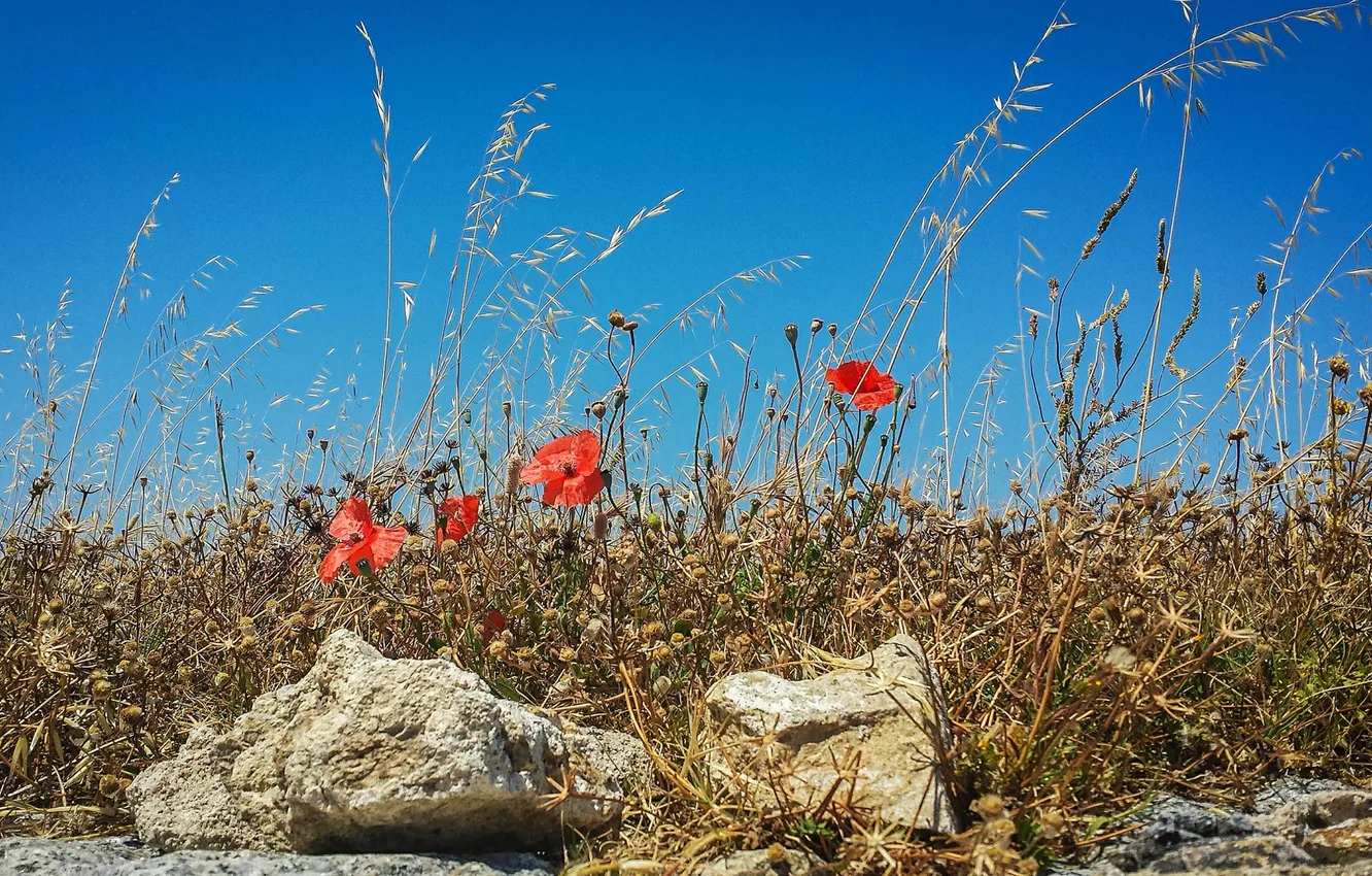 Photo wallpaper field, the sky, grass, flowers, stones, Maki, meadow