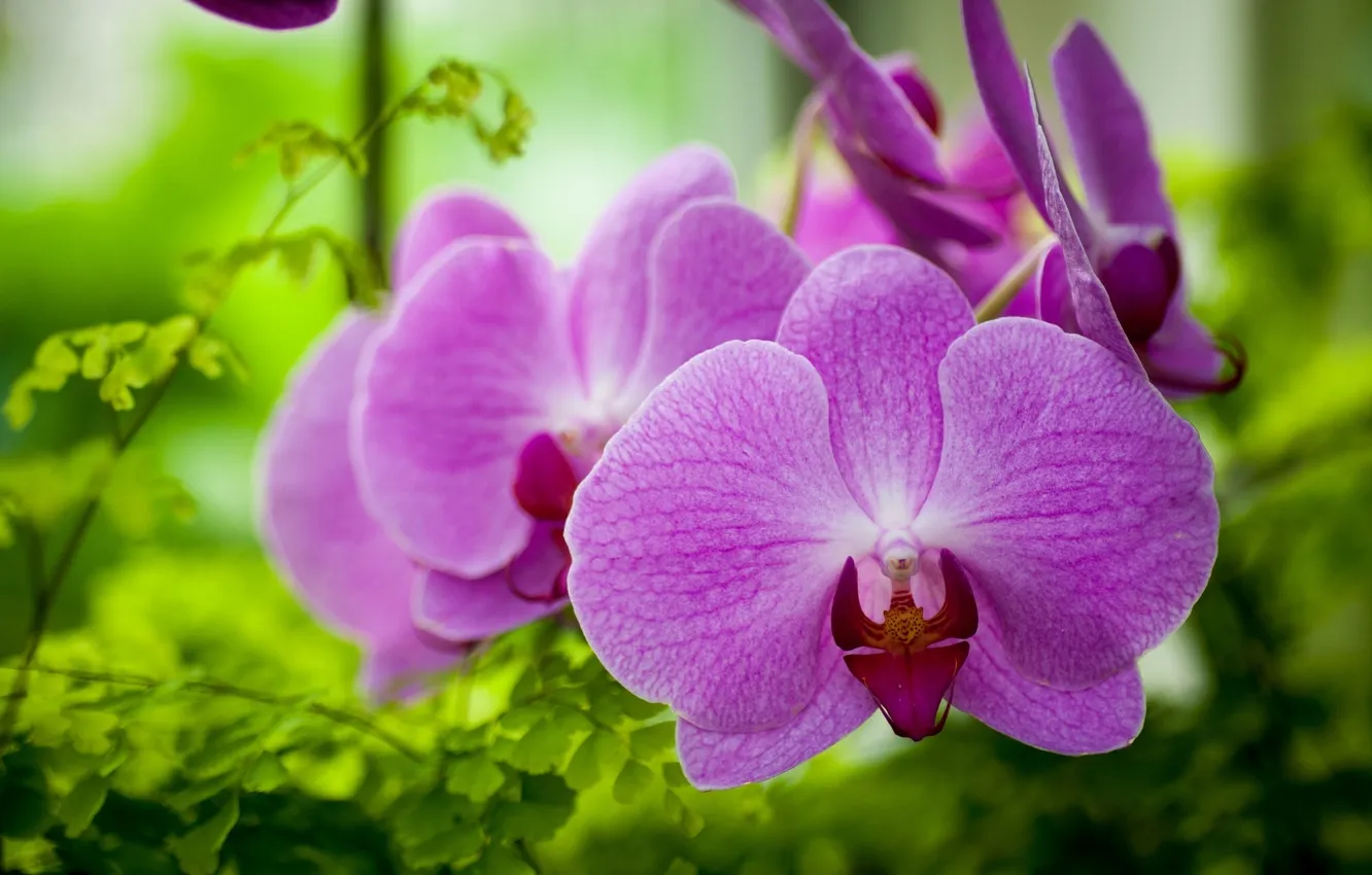 Photo wallpaper macro, exotic, Orchid