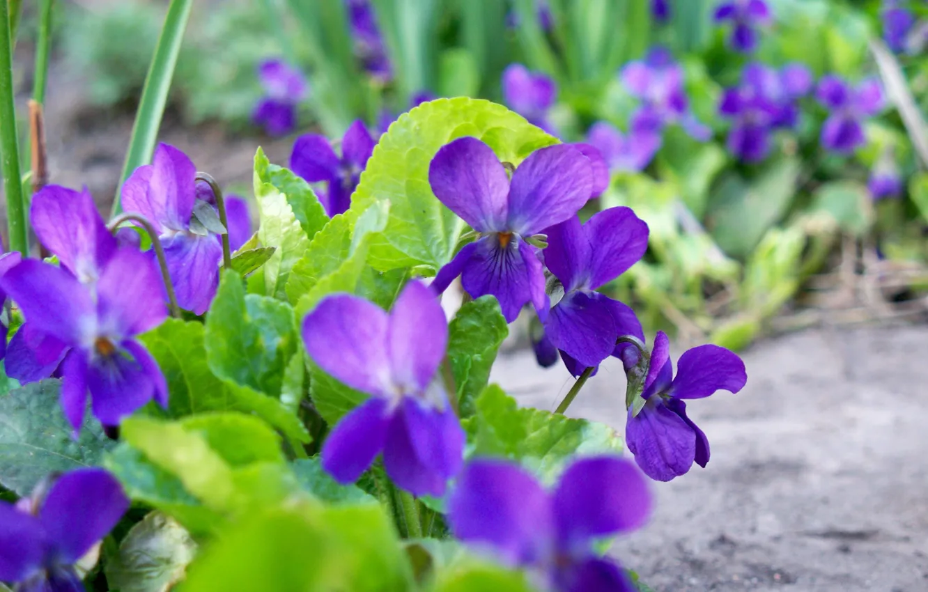 Photo wallpaper flower, purple, spring, gently, forest, flower, violet