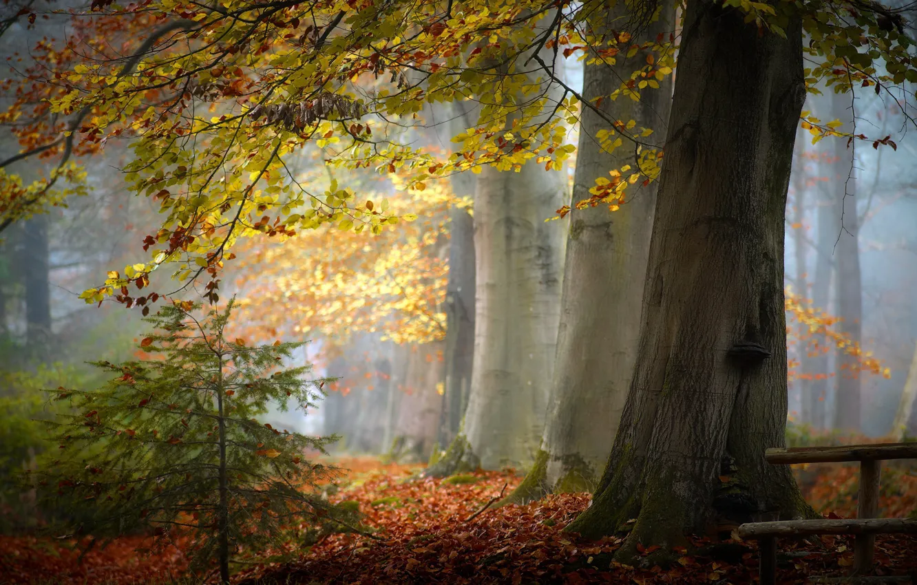 Photo wallpaper autumn, forest, nature