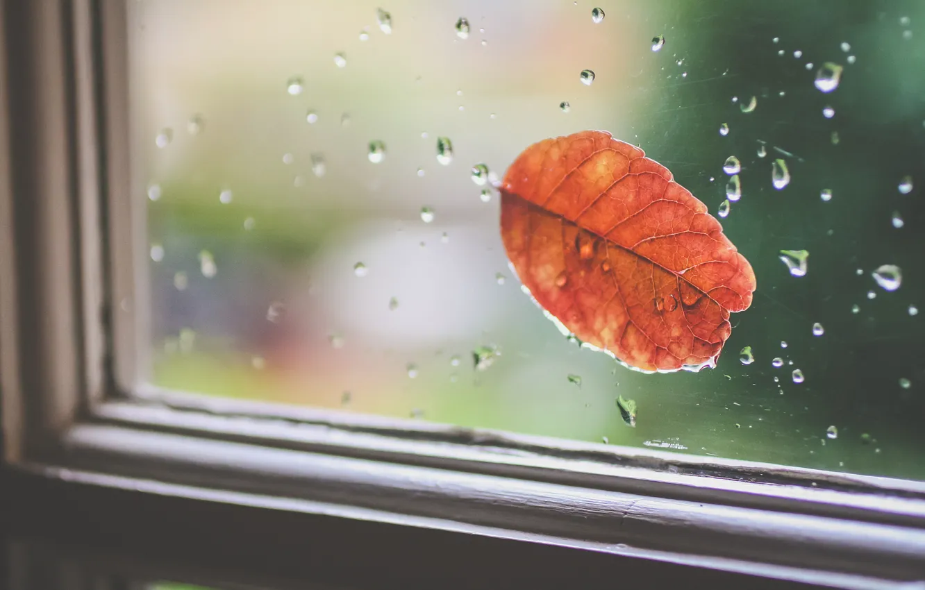Photo wallpaper glass, drops, orange, sheet, leaf, window