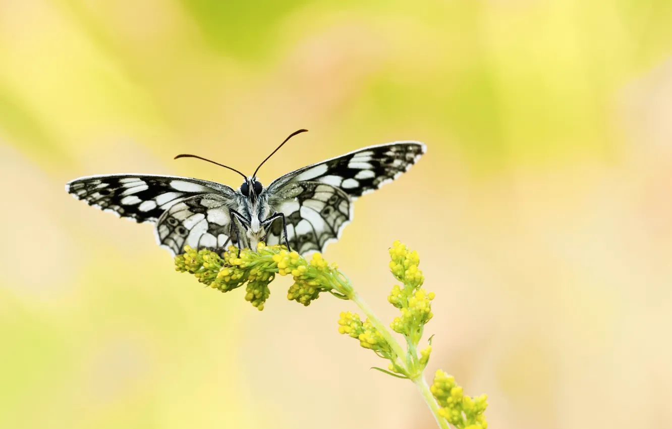 Photo wallpaper flowers, yellow, background, butterfly, plant, Black and white