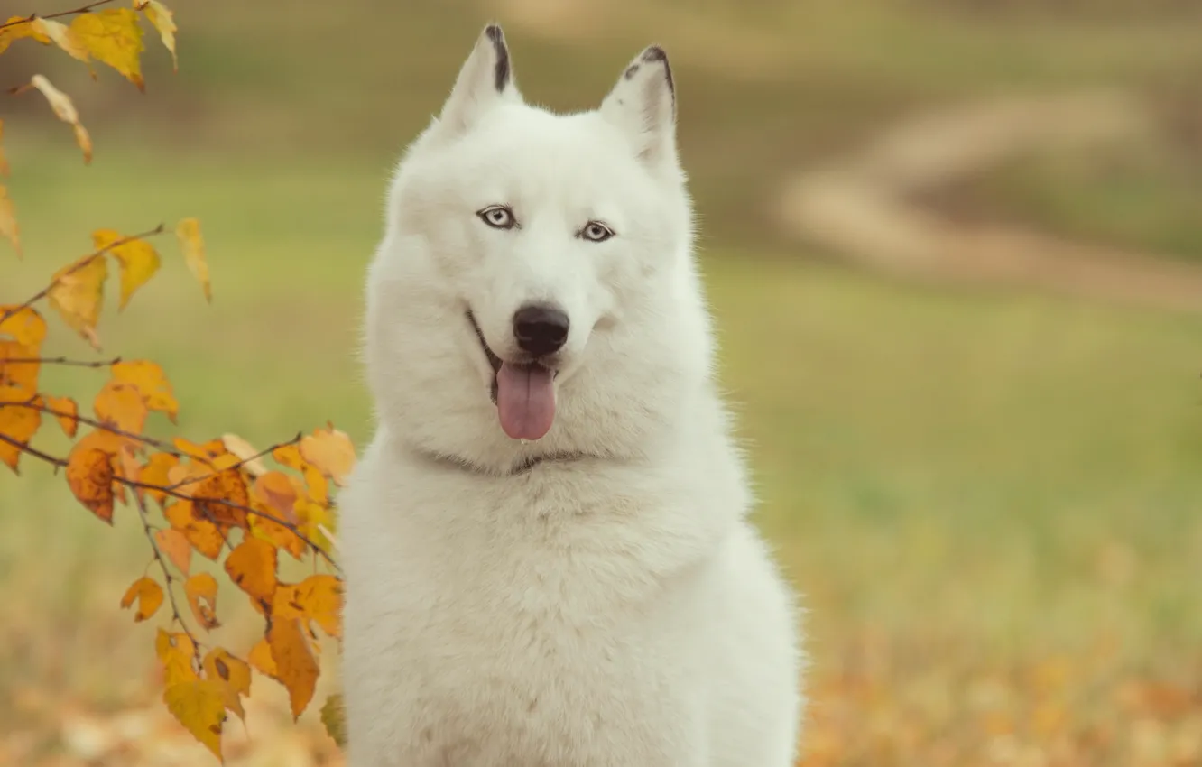 Photo wallpaper language, each, Wallpaper, people, dog, husky, wallpapers, Siberian