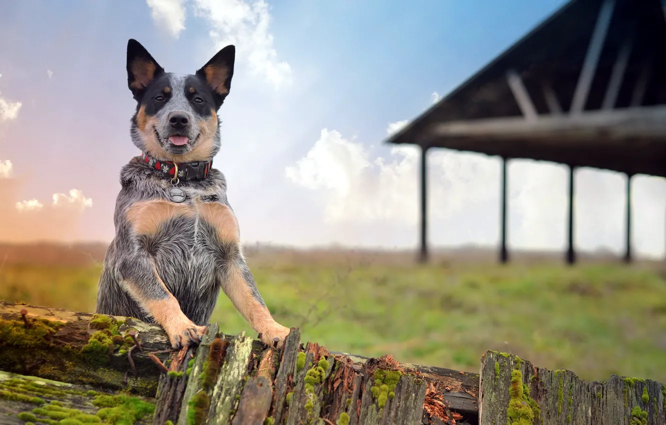 Photo wallpaper look, each, dog