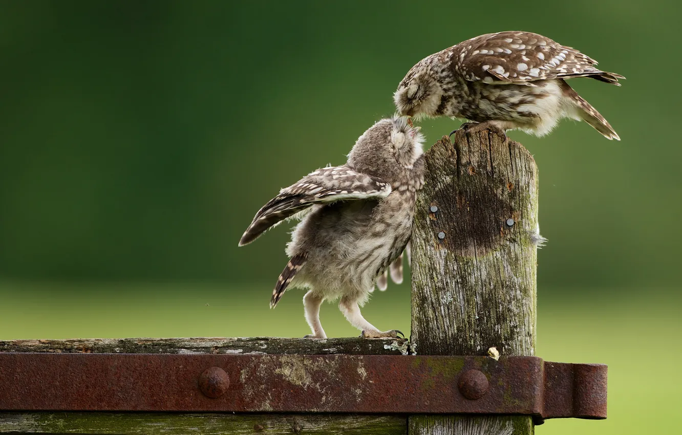 Photo wallpaper owls, chick, feeding, owls