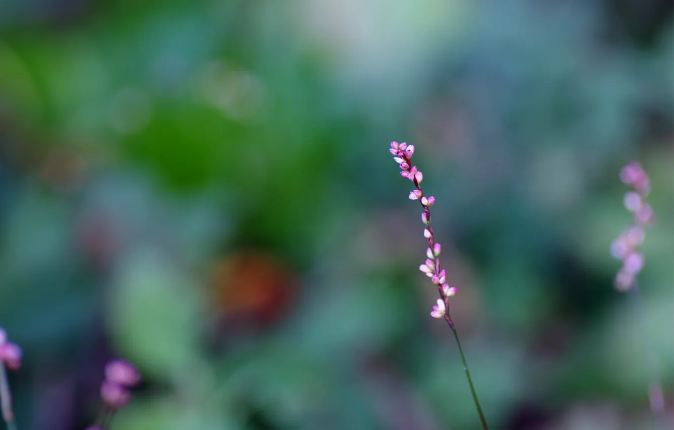 Photo wallpaper macro, flowers, blur, Sprig, pink, buds