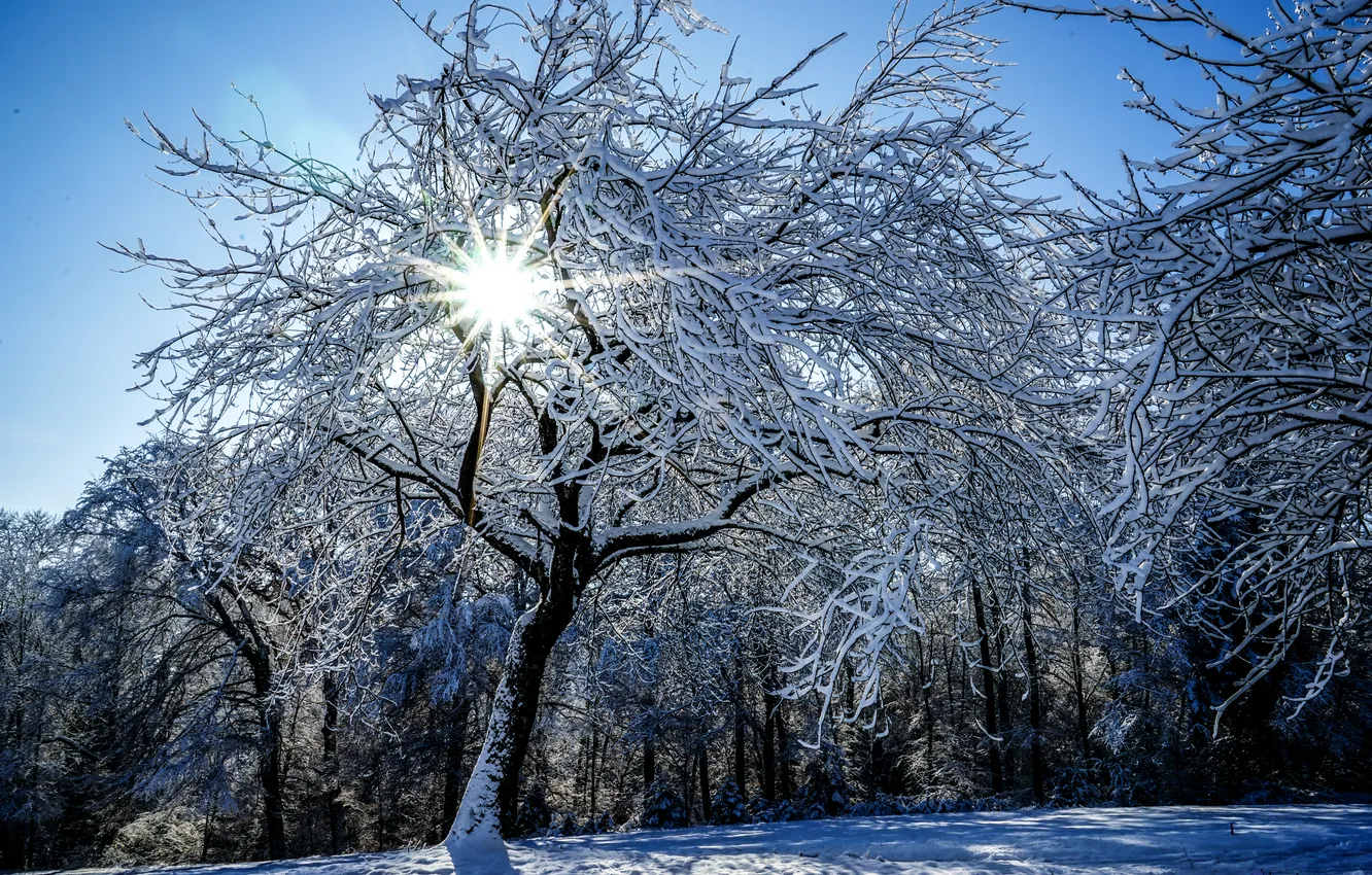 Photo wallpaper winter, frost, forest, the sun, rays, snow, trees, branches