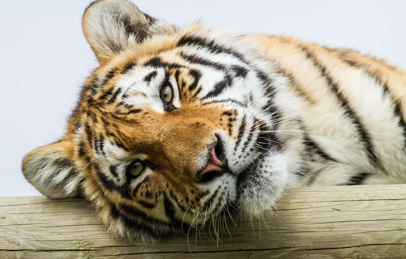 Photo wallpaper cat, look, tiger, portrait, the Amur tiger