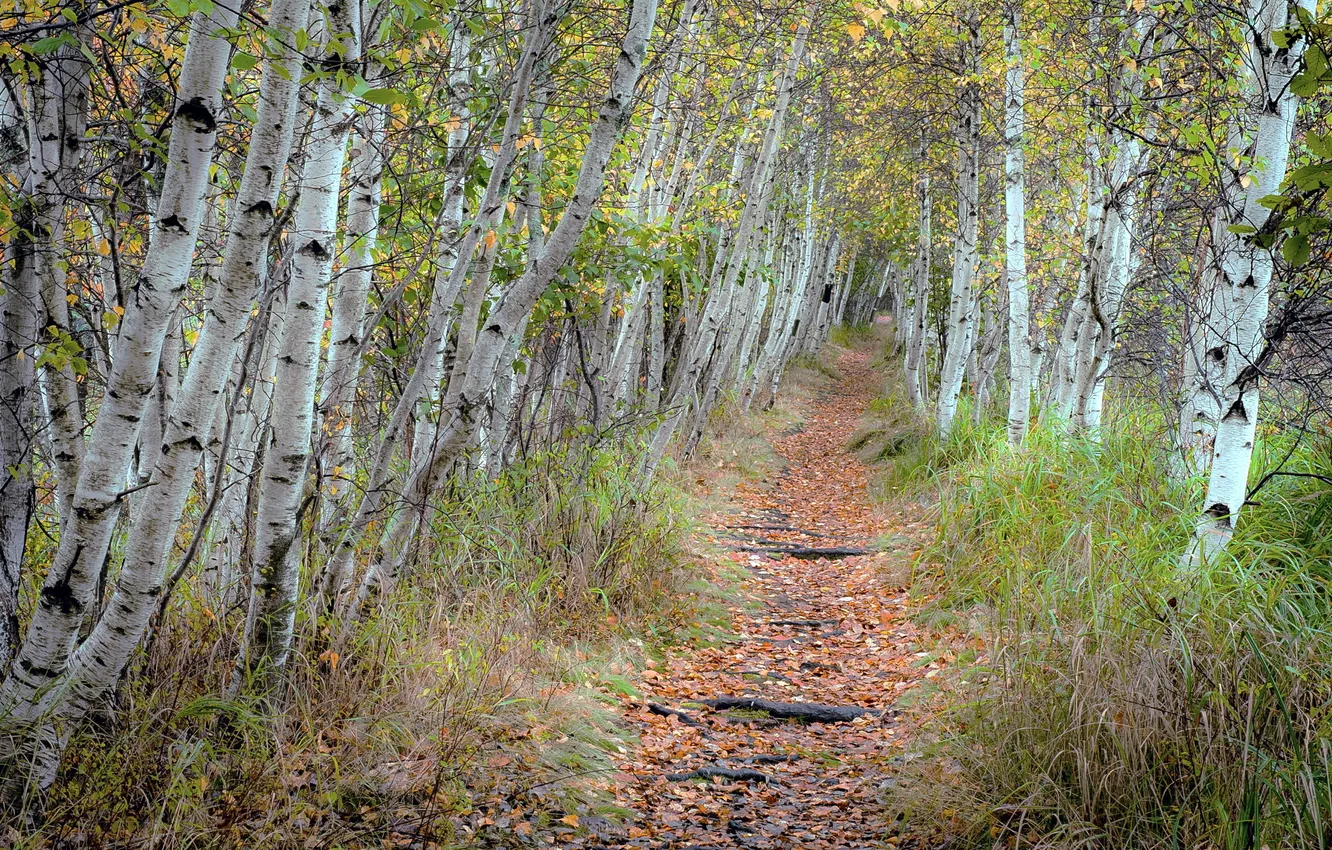 Photo wallpaper road, autumn, nature, birch