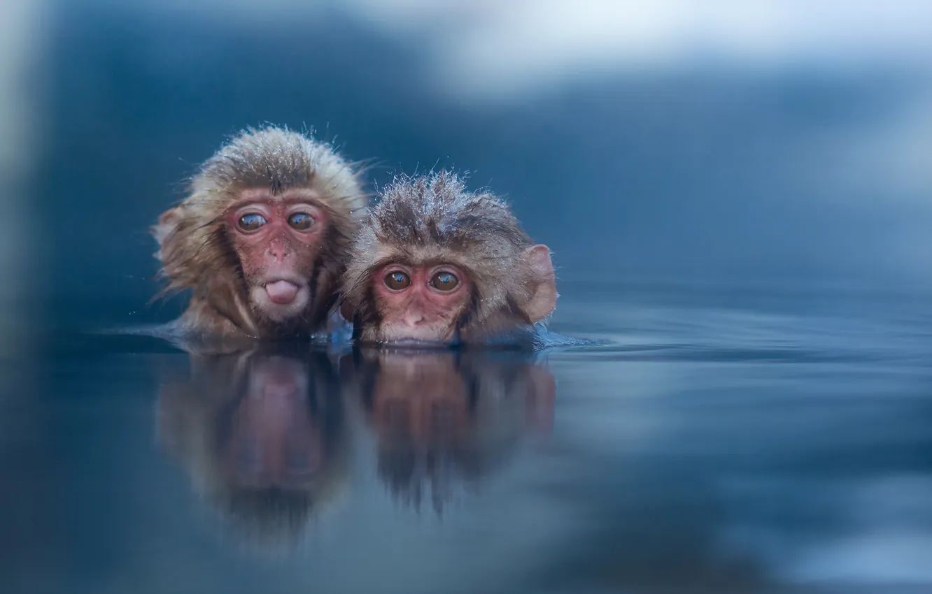 Photo wallpaper water, nature, monkey