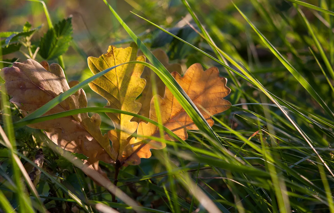 Photo wallpaper autumn, grass, yellow, nature, sheet, fallen