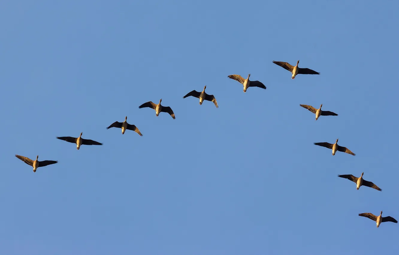 Photo wallpaper the sky, flight, bird