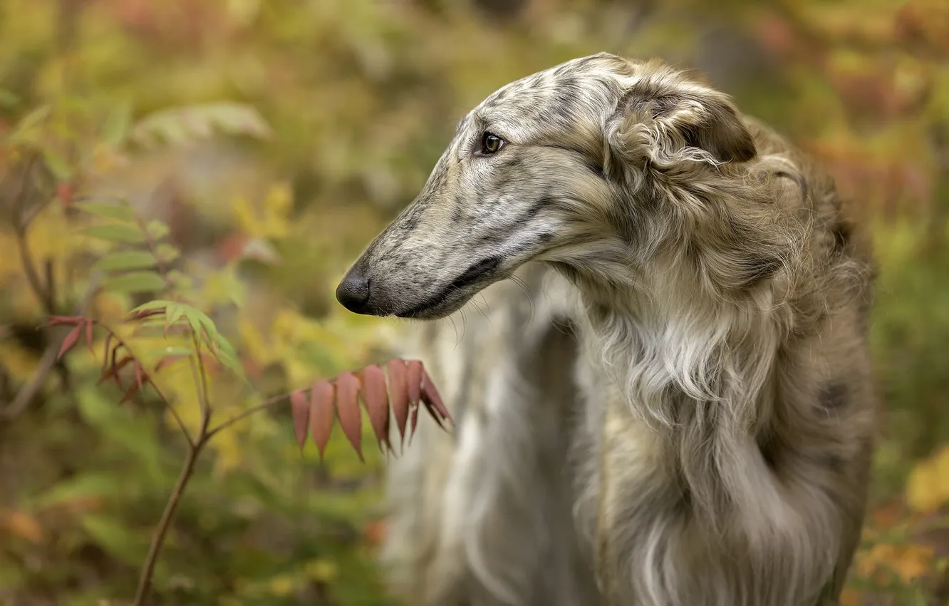 Photo wallpaper look, each, dog