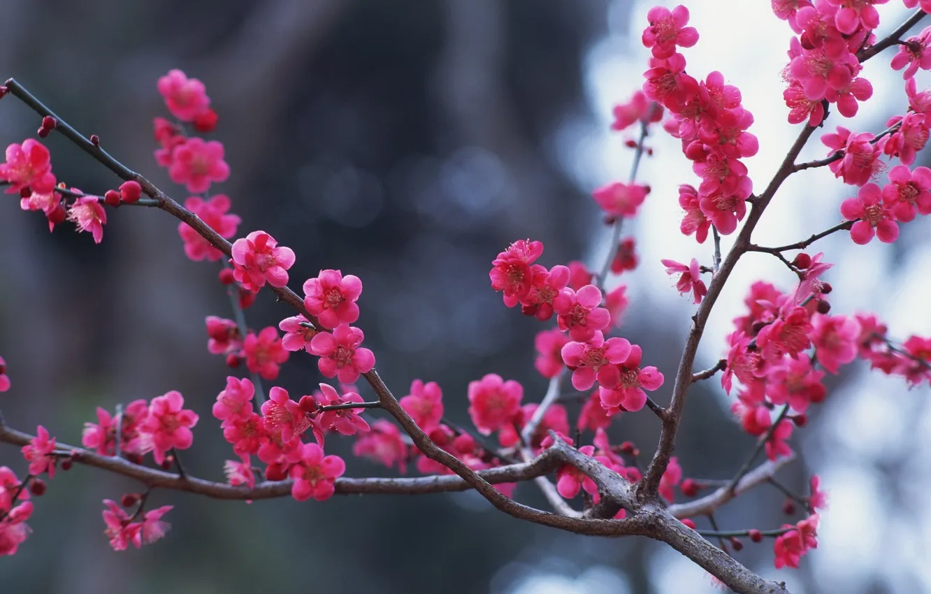 Photo wallpaper branch, pink, flowers