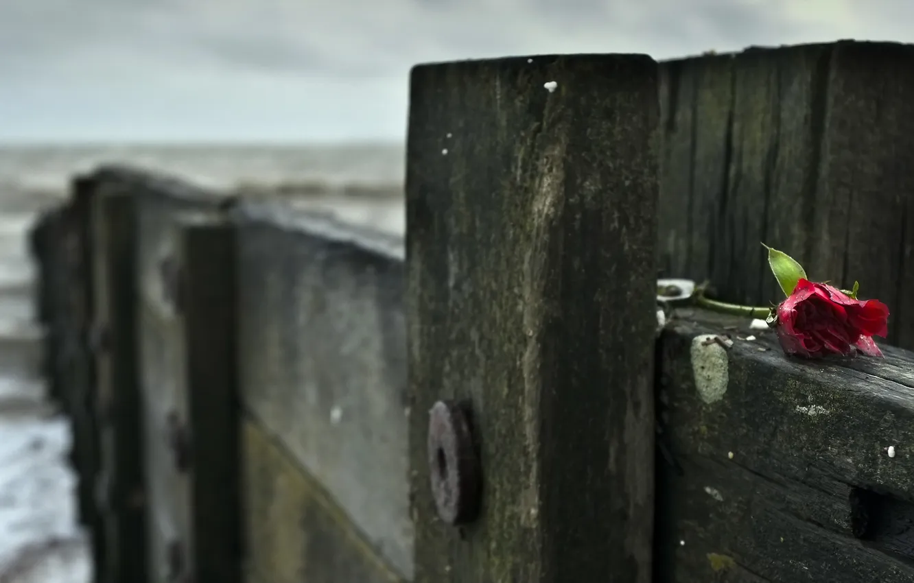 Photo wallpaper macro, flowers, the fence, roses