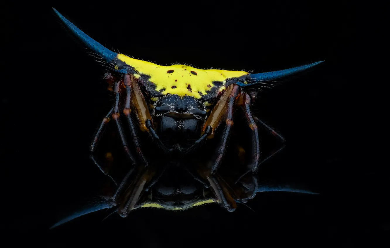 Photo wallpaper background, spider, black background